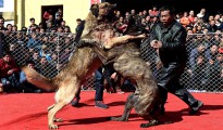 Las peleas de perros son las más comunes en China. A los animales los drogan y los encadenan.