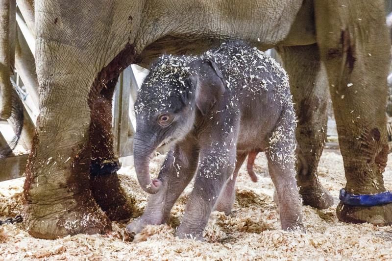 Fotografía facilitada por el zoo de Praga que muestra a una cría de elefante junto a su madre "Janita" hoy, 5 de abril de 2016.