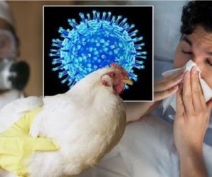Comienza la campaña de miedo contra la gripe aviar: ¿Será la próxima “pandemia”?